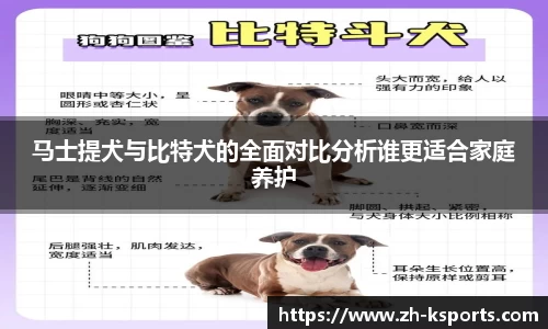 马士提犬与比特犬的全面对比分析谁更适合家庭养护